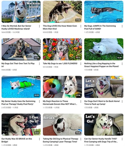 YouTube網(wǎng)紅推薦:美國寵物健康護(hù)理博主頻道內(nèi)容