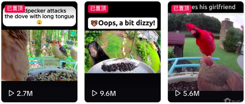 海外觀鳥經(jīng)濟(jì)爆發(fā)！智能喂鳥器撬動千億市場