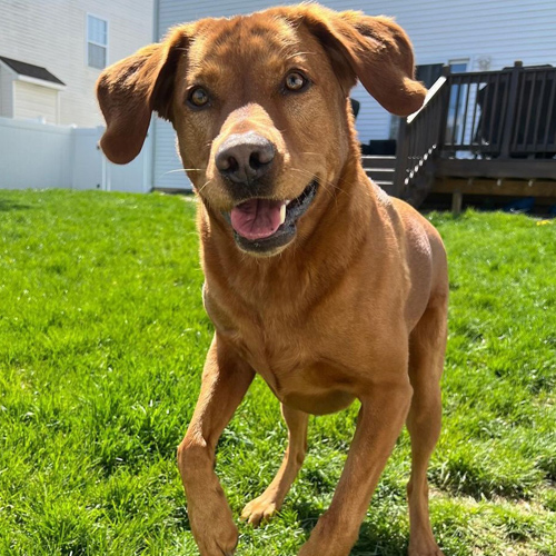 TikTok紅人推廣：r***y｜美國 寵物