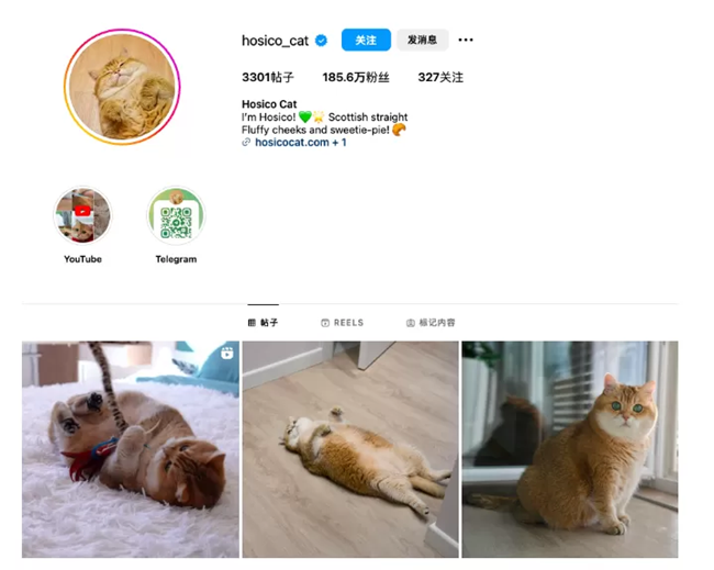 海外營銷案例解析：穩(wěn)住“毛孩子”，抓住錢袋子！