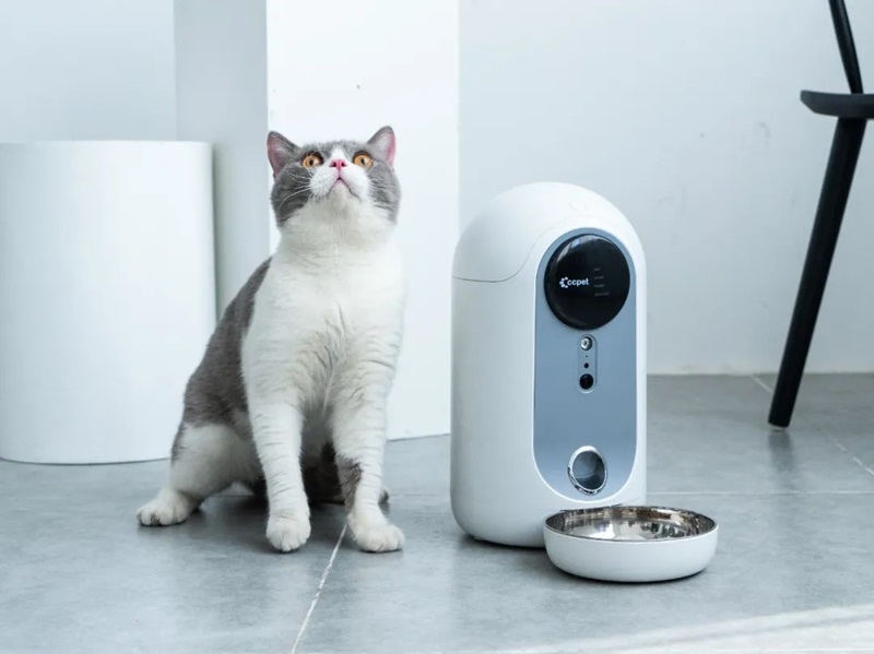 寵物用品出海，瞄準這些市場