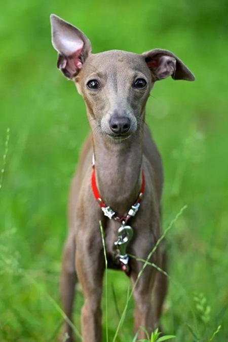 寵物用品出海，瞄準這些市場，躺賺！