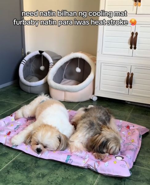 東南亞寵物市場規(guī)模突破200億美元！有哪些爆款商機？