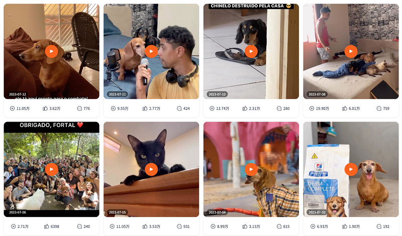 instagram巴西寵物博主頻道內(nèi)容