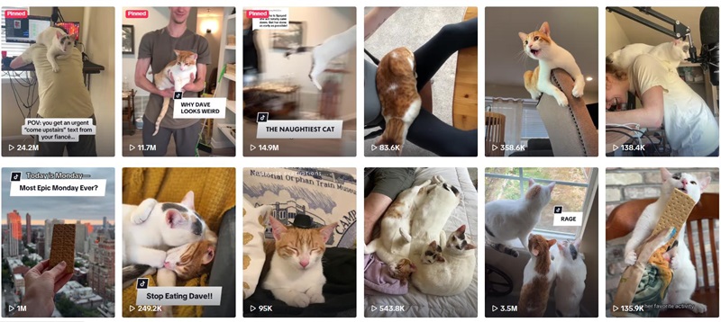 TikTok網(wǎng)紅:美國(guó)180萬(wàn)粉絲寵物網(wǎng)紅頻道內(nèi)容