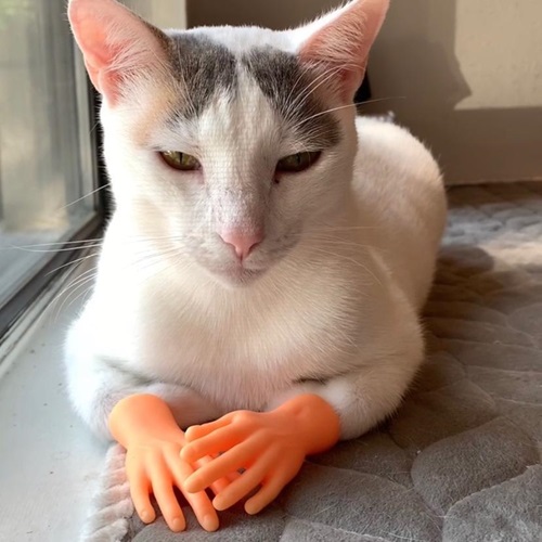 TikTok網(wǎng)紅:美國(guó)180萬(wàn)粉絲寵物網(wǎng)紅推薦,助力寵物用品推廣