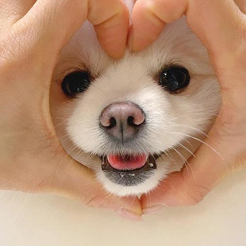 韓國(guó)寵物用品帶貨博主