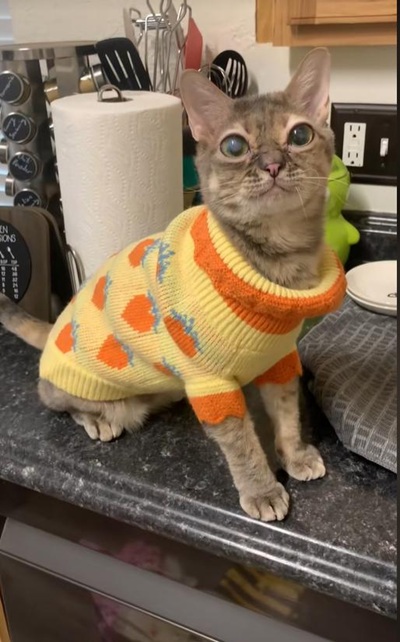 TikTok網(wǎng)紅推廣:美國貓類寵物海外博主